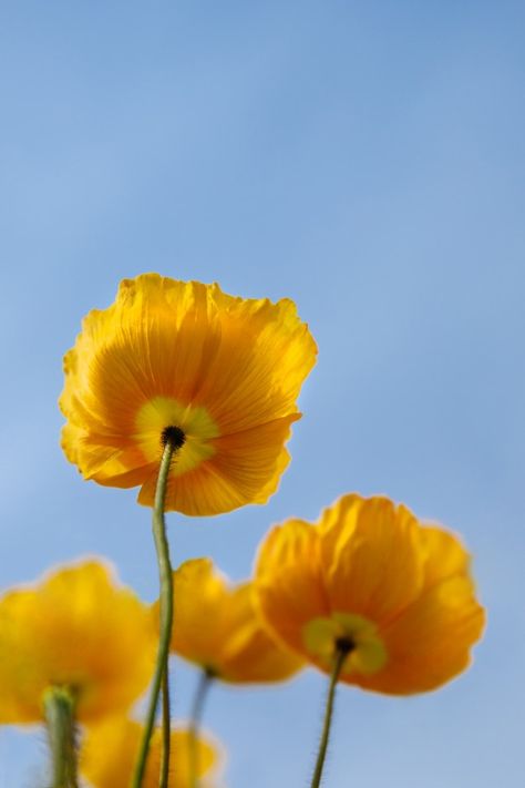 Flowers Close Up, Yellow Poppy Flower, Poppy Plant, Nature Materials, Floral Photos, Yellow Poppy, Fresh Vibes, Floral Font, Yellow Blossom