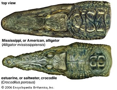 You know you always wanted to know how to tell the difference between an alligator and crocodile (physically, not necessarily geographically).   This website also shows the difference from the side (the crocodile looks much scarier with lots of interlocking teeth exposed and a huge 4th tooth right behind the nostril). Crocodile Reference, Estuarine Crocodile, Crocodile Images, Crocodile Species, Animal Management, Creature Anatomy, Nature Creatures, Crocodile Illustration, Saltwater Crocodile