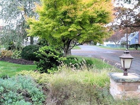 Coral Bark Maple summer Sango Kaku, Coral Bark Maple, Designing A Garden, Japanese Maple Tree, Acer Palmatum, Vase Shapes, Maple Tree, Japanese Maple, Small Trees