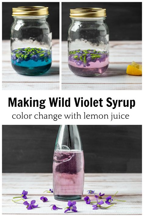 Here's a fun recipe for making your own wild violet syrup. See why it turns a pretty blue, then lavender color. Great for drinks and desserts. Wild Violet Syrup Recipe, Violet Simple Syrup, Violet Syrup Recipe, Wild Violet Recipes, Lavender Syrup Recipes, Butterbeer Pancakes, Nature Crafts For Adults, Diy Syrup, Violet Syrup