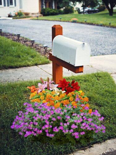 Mailbox Flowers, Mailbox Garden, Shade Loving Perennials, Herb Garden Kit, Hosta Plants, Fall Bulbs, Best Perennials, Spring Flowering Bulbs, Garden Bulbs