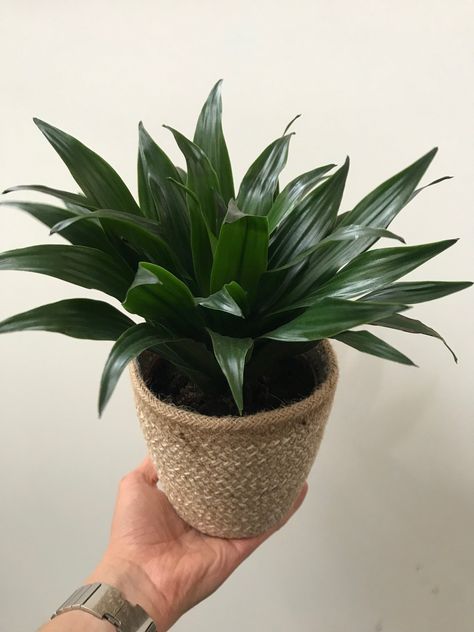 Corn Plant Indoor Care, Janet Craig Plant, Dracaena Plant Care, Dracena Plant, Dracaena Compacta, Monstera Plant Care, Dracaena Plant, Jenny Craig, Corn Plant