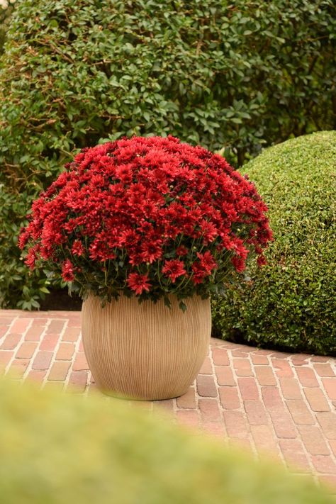 Chrysanthemums are the best decoration for your garden. They bring colour and joy! Chrysanthemum Garden, Red Chrysanthemum, Animal Figurine Toys, Exterior Balcony, Growing Fruit Trees, Mums The Word, Wedding Themes Fall, Chrysanthemum Flower, Bbq Area