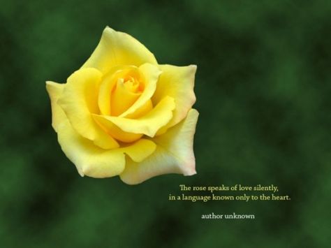 yellow rose desktop wallpaper Rose Flower Quotes, Inspirational Desktop Wallpaper, Quotes Flower, Friendship Heart, Flower Quote, Yellow Quotes, Wallpaper Inspirational, Yellow Rose Flower, Quote Wallpapers