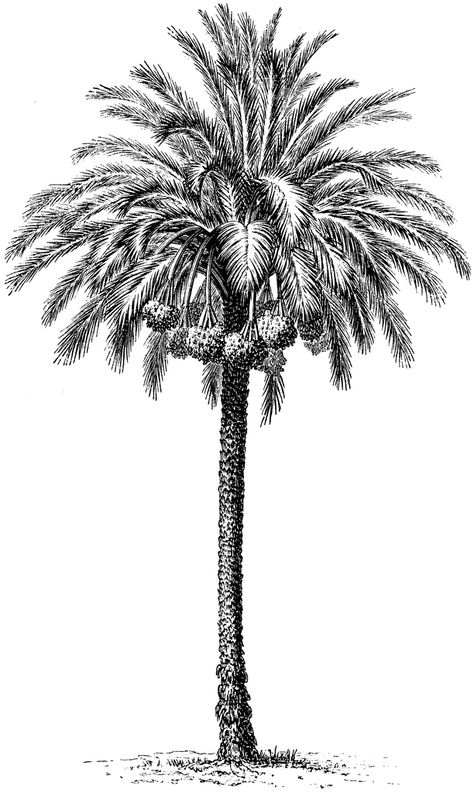 Common Date Palm Palm Tree Sketch, Palm Tree Clip Art, Phoenix Dactylifera, Dates Tree, Palm Tree Drawing, Palm Tattoos, Date Palm, Palm Tree Art, Palm Tree Tattoo