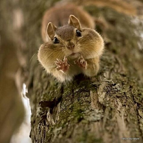 Squirrel Pictures, Regnul Animal, Cute Squirrel, Woodland Creatures, Hamsters, Cute Creatures, Sweet Animals, Animal Planet, Funny Animal Pictures