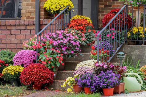 Fall Flowers To Plant, Flowers To Plant, Fall Planting, Outdoor Plant, Fall Plants, New Homeowner, Plant Gifts, Outdoor Plants, Image House