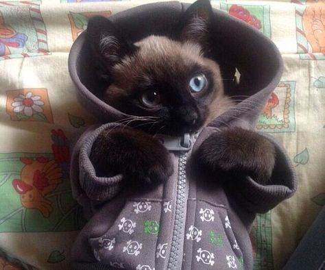 “Hood is stayin’ up all day long and nothin’ is gonna change that.” | 17 Cats Who Partied A Little Too Hard On New Year's Eve Siamese Kittens, Kitten Pictures, Cat Fashion, Cat Behavior, Siamese Cats, Cats Meow, Animal Photo, Beautiful Cats, Cat Photo