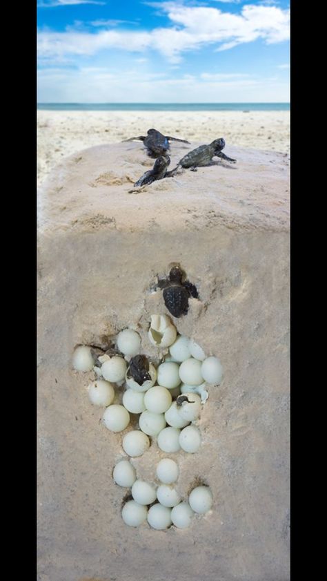 Awe my little baby turtles. I love Sea Life Mustang Horses, Sea Turtle Pictures, Save The Sea Turtles, Turtle Images, Turtle Time, The Wombats, Turtle Conservation, Baby Sea Turtles, Tortoise Turtle