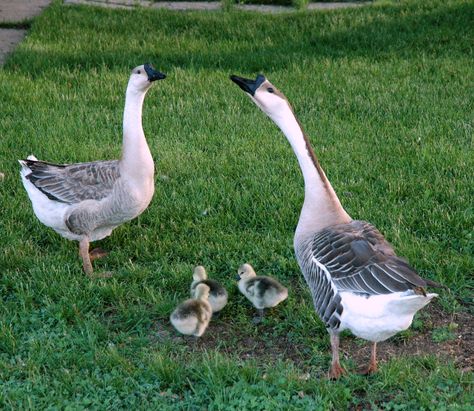 Sissy on the Left and Ginger on the right with Sissy's goslings. All are African geese African Geese, African Goose, Live Chicken, Trumpeter Swan, Canadian Goose, Pet Chickens, Wildlife Nature, Wild Birds, Swans