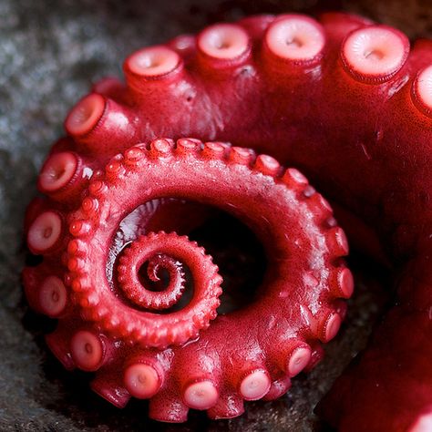 Tentacle-  the texture of this is very interesting.  Good reference or inspiration. Upclose Photography, Fractals In Nature, Spirals In Nature, Natural Form Art, Geometry In Nature, Fibonacci Sequence, Fibonacci Spiral, Octopus Tentacles, Golden Ratio