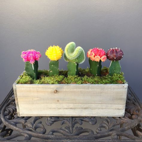 Moon Cactus Arrangement, Cactus Centerpiece, Mini Cactus Garden, Indoor Cactus Plants, Grafted Cactus, Moon Cactus, Cactus Arrangement, Indoor Cactus, Succulent Gardens