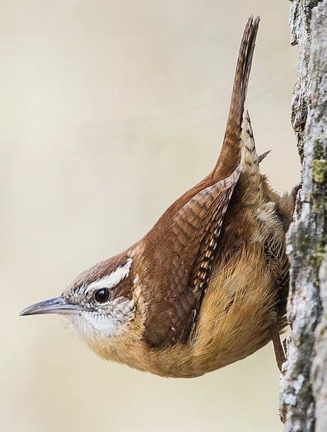 House Wren, Carolina Wren, Tyler Tx, Bird Watcher, Backyard Birds, Bird Pictures, Pretty Birds, Bird Photo, Colorful Birds