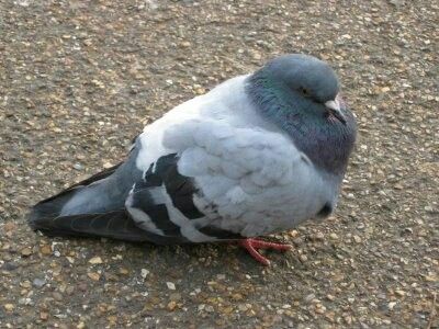 Pigeon Reference, Rat Picture, Fat Pigeon, Pigeon Sitting, Feral Pigeon, Cute Pigeon, Fat Bird, Wood Pigeon, Dove Pigeon