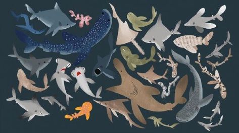 Don't think sharks are adorable? Watch this. - Greenpeace Australia Pacific Habitat Illustration, Shark Core, Swimming With Whales, Silly Shark, Shark Lady, Sharks Swimming, Shark Finning, Free Diver, Shark Books