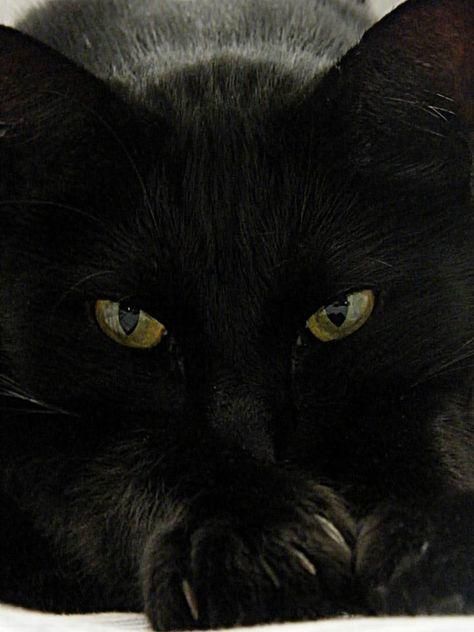 A Black Cat, Yellow Eyes, Zulu, Cats Meow, Pretty Cats, Beautiful Cats, Crazy Cat Lady, Cat Photo, Crazy Cats