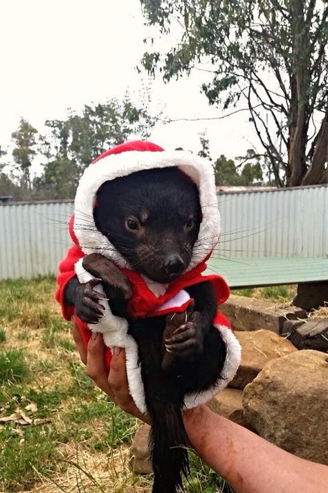 Tasmanian Santa Claws Goofy Images, Santa Claws, Animal Family, Tasmanian Devil, Hit And Run, Favorite Animals, Know Your Meme, Animal Friends, Cute Creatures