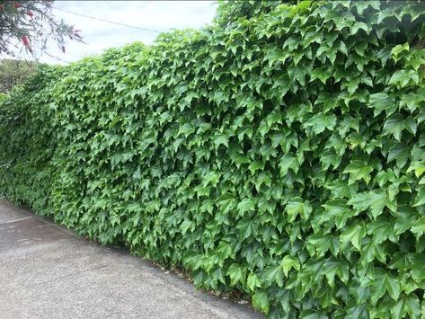 Boston Ivy Boston Ivy On Fence, Boston Ivy Trellis, Boston Ivy Fence, Boston Ivy On House, Ivy Walls Outdoor, Ivy Fence Ideas, Boston Ivy Wall, Parthenocissus Tricuspidata, Decking Fence