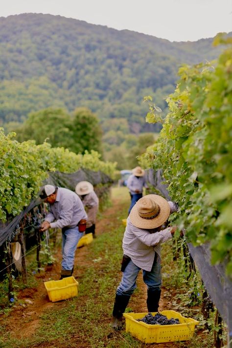 Winery Photography, Italian Vineyard, Vineyard Tour, Virginia Wineries, Gin Recipes, Grape Harvesting, Animal Portraits Art, Wine Festival, Shooting Photo