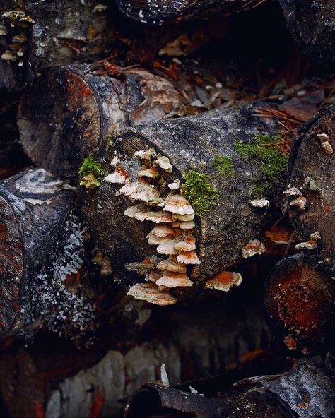 Nature Destruction, Nature Decay Art, Decaying Nature, Decay In Nature, Mushroom Decay Art, Decaying Leaves, Decay Textiles, Decay Art, Growth And Decay Textiles