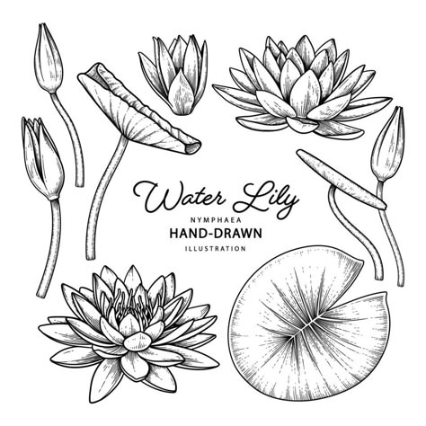 Water Lily Drawing, Small Lotus Tattoo, Water Lily Tattoos, Lilies Drawing, Water Lily Flower, Pyrography Patterns, Flower Line Drawings, Vector Art Design, Botanical Drawing