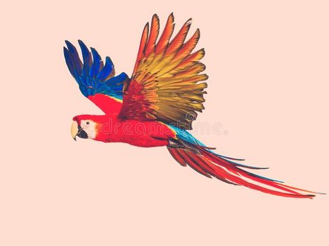 Colourful flying parrot stock photo. Image of caribbean - 47984928 Flying Parrot, Parrot Tattoo, Parrot Flying, Fly Drawing, Parrot Drawing, Bird Crochet, Drawing Bird, Crochet Bird, Parrot Painting