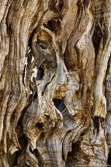 Gnarled olive Weird Trees, Tree Bark Texture, Growth And Decay, Tree Textures, Texture Inspiration, Image Nature, Whatsapp Wallpaper, Tree Trunks, Ancient Tree