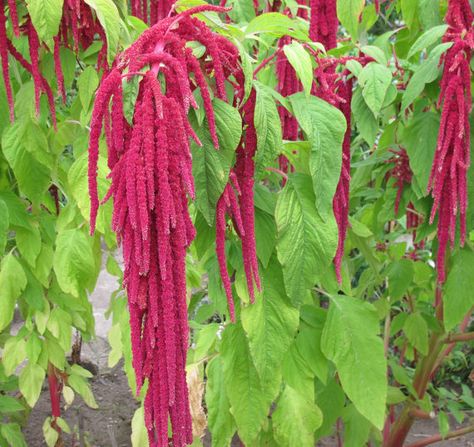 Love Lies Bleeding is a tall, droopy plant looking for a place to hang out. It would love to move into your garden so it can show off it's hanging chains of petal-less crimson flowers, which would work perfectly for dried flower arrangements! Oh, and did you know that the flowers and seeds are edible? Do you really need another reason to give this beautiful, versatile, delicious and nutritious plant a home? Long Drawing, Drawing Plants, Plants Drawing, Plant Drawing, Heirloom Seeds, Amaranth, Planting Seeds, Flower Seeds, Non Gmo