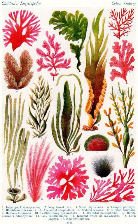 Lobelia Cardinalis, Underwater Plants, Sea Plants, Underwater Art, Illustration Botanique, Animal Illustrations, Vintage Botanical Prints, Plant Drawing, Scientific Illustration