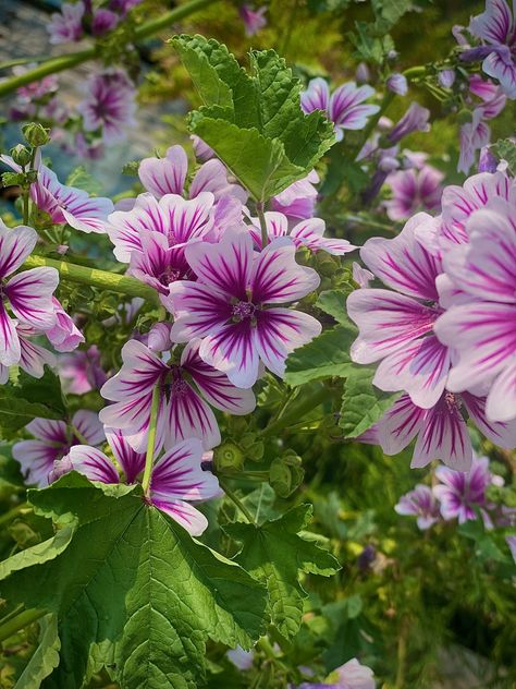 Fleur 
Fleur mauve 
Fleur violette 
Flower 
Purple flower
La grande mauve 
Malva sylvestris Mauve Sylvestre, Malva Sylvestris, Nature