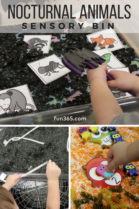 Night Time Sensory Bin, Night Creatures Preschool, Nocturnal Animals Dramatic Play, Prek Nocturnal Animals, Nocturnal Animal Sensory Bin, Bat Sensory Bin, Nocturnal Animals Preschool Science, Nocturnal Animals Sensory Bin, Nocturnal Animals Toddler Activities