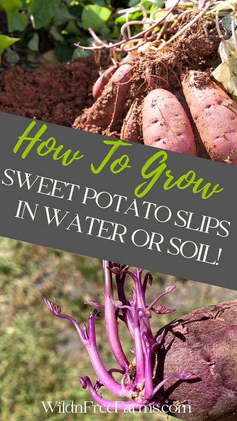 start sweet potato slips Sweet Potato Plant Vine, Sweet Potato Slips, Sweet Potato Plant, Growing Sweet Potatoes, Sweet Potato Vine, Growing Garlic, Vegetable Garden For Beginners, Growing Strawberries, Growing Potatoes