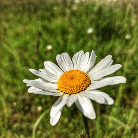 A Daisy Close Up by Andrew James Penniall Daisy Close Up, Pixel Camera, Purple Garden, Email Marketing Newsletter, Display Advertising, Retail Merchandising, Website Backgrounds, Social Media Advertising, Print Advertising