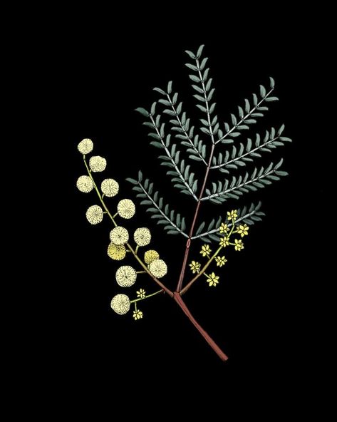 Edith Rewa Barrett on Instagram: “Sunshine wattle (Acacia terminalis) ☀️ 1 of 5 illustrations depicting yellow flowering flora of Blackheath for @ray_white_blackheath ☀️…” Textile Designer, The Blue Mountains, Publication Design, Blue Mountains, Graphic Wallpaper, Blue Mountain, Graphic Designers, Textile Design, Dandelion