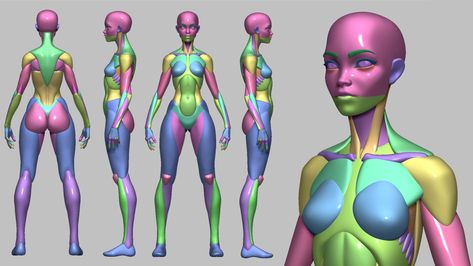 Anatomy Base, 3d Max Tutorial, Zbrush Anatomy, 3d Anatomy, Female Base, Anatomy Models, Anatomy Tutorial, Human Anatomy Drawing, Character Model Sheet