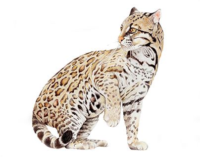 Check out new work on my @Behance portfolio: "Ocelot Color Pencil Illustration" http://be.net/gallery/49390011/Ocelot-Color-Pencil-Illustration Ocelot Aesthetic, Ocelot Cat Drawing, Aesthetic Animal Wallpaper, Ocelot Drawing, Colored Pencils Prismacolor, Ocelot Cat, Leopard Sketch, Ocelot Photography, Snow Leopard Sketch