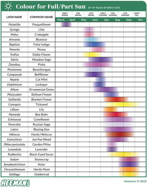 Ontario Perennial Bloom Times - Heeman's Meadow Sage, Creating A Garden, Globe Flower, Russian Sage, Hardy Hibiscus, Bee Balm, Garden Guide, Crab Apple, Balloon Flowers