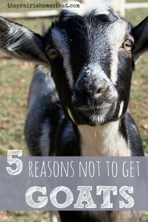 5 reasons not to get goats: some of the hazards of goat ownership... Keeping Goats, Goat Health, Homesteading Animals, Feeding Goats, Goat Care, Goat Barn, Goat Kidding, Raising Goats, Pygmy Goat