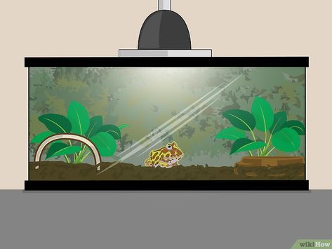 Pac Man Frog Terrarium, Pacman Frog Enclosure, Frog Enclosure, Iguana Pet, Frog Habitat, Frog Terrarium, Horned Frog, Frog Tank, Toad Frog