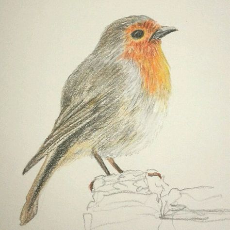 Robin coloured pencil sketch ✏️ #Drawing #Art #Artwork #ArtistsOfPinterest #Derwent #ColourSoft #DerwentColoursoft #Robin #Bird #Nature #CarolynMurphyFineArt 💖 Insect Art Projects, Robin Drawing, Derwent Coloursoft, Prismacolor Drawing, Robin Art, Pencil Sketches Easy, Color Pencil Sketch, Easy Animal Drawings, Prismacolor Art