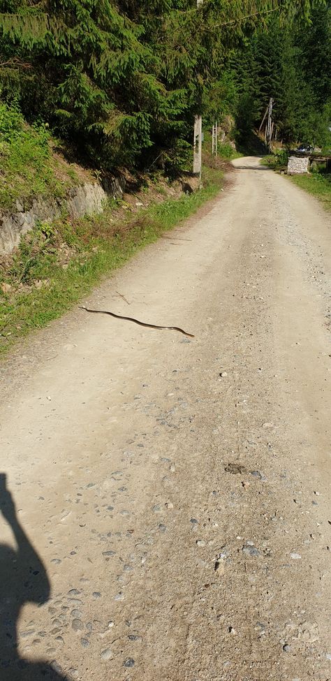 Snake on Chiungetu Country Roads, Road