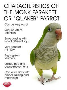 Learn about the Quaker Parrot. These unique birds require attention and loving care. #parrotinfo #quaker #birds Homemade Bird Toys, Best Pet Birds, Quaker Parrot, Parakeet Toys, Monk Parakeet, Unique Birds, Blue Parakeet, Parakeet Cage, Budgies Bird