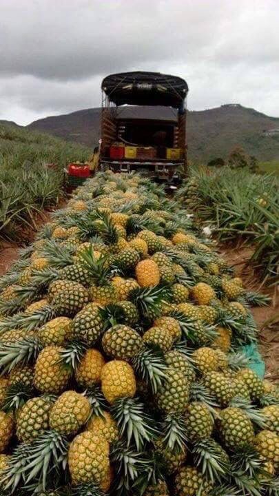 Pineapple Photography, Farm Landscaping, Indoor Farming, Tractor Pictures, Vegetable Farming, Fruit Wallpaper, Fall Fruits, Fruit Photography, Outdoor Decor Backyard