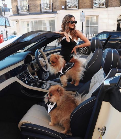 Spoiled Dogs, Dog Rooms, Luxury Pet, Old Money Aesthetic, Luxury Lifestyle, Old Money, Gossip Girl, Luxury Cars, Dogs And Puppies