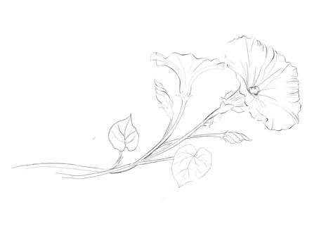 Moonflower Sketch, Petunia Flower Drawing, Morning Glory Line Drawing, Moonflower Tattoo Design, Moonflower Illustration, Fine Line Morning Glory Tattoo, Moonflower Drawing, Morning Glory Sketch, Petunia Drawing