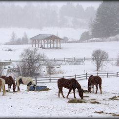 Photos -- National Geographic Your Shot Farmhouse Colonial, Southern Winter, France Winter, First Day Of Winter, Forest Cabin, Farm Lifestyle, Winter Photo, Winter Scenery, Winter Wonder