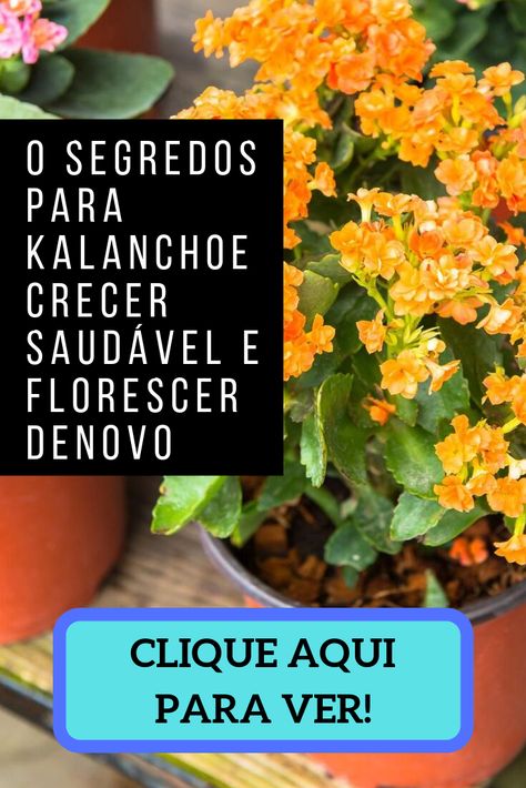 Como cuidar da suculenta kalanchoe ou kalandiva para crescer saudável e dar muitas flores coloridas, duas ou mais vezes no ano. #Kalanchoe #Kalanchoes #flores #flordafortuna #plantas #planta #suculenta #cacto #suculentas #florcolorida #plantamaravilhosa Kalanchoe Blossfeldiana, Garden Care, Herbs, Plants