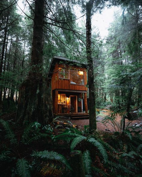 If you need us, we’ll be here 🌲😴 For more cozy PNW cabin inspiration, check out TheMandagies.com! We share the best PNW getaways, PNW airbnbs, and so many more remote cabins for rent! #pacificnorthwest #cabins 🏠: @ferngullycabins Port Renfrew, Pnw Aesthetic, Fern Gully, Pacific Northwest Travel, Forest Cabin, Cabin House, Temperate Rainforest, Landscape Mountains, A Cabin