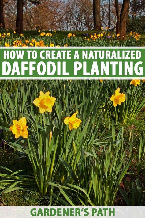 Naturalized daffodils are great for hard-to-landscape areas and can last for decades, providing springtime color year after year. For best results, you’ll want to plan your design before you plant your bulbs in the fall. Learn more about naturalizing daffodils now on Gardener’s Path. #daffodils #bulbs #gardenerspath Daffodil Planting, Planting Daffodil Bulbs, Daffodil Garden, Garden Ideas Backyard, Daffodils Planting, Bulb Planting, Homestead Gardening, Homesteading Tips, Trees For Front Yard