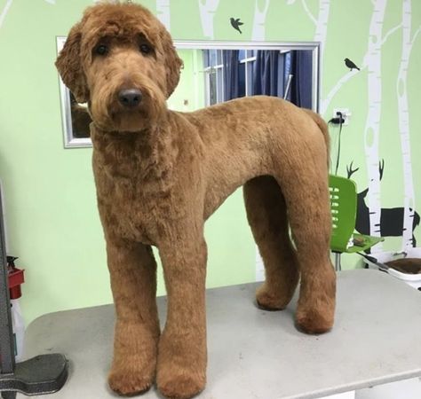 Short Hair Doodle Groom, Shaved Doodle Dog, Golden Doodle Mohawk, Golden Doodle Haircut Styles Short, Short Doodle Haircut, Short Goldendoodle Haircut, Golden Doodle Haircut, Doodle Haircuts, Labradoodle Grooming